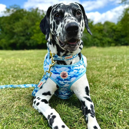 Heavenly Hound Adjustable Dog Harness - Goodest Girl