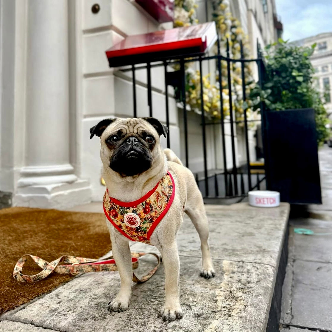 Tail of Venus Adjustable Dog Harness