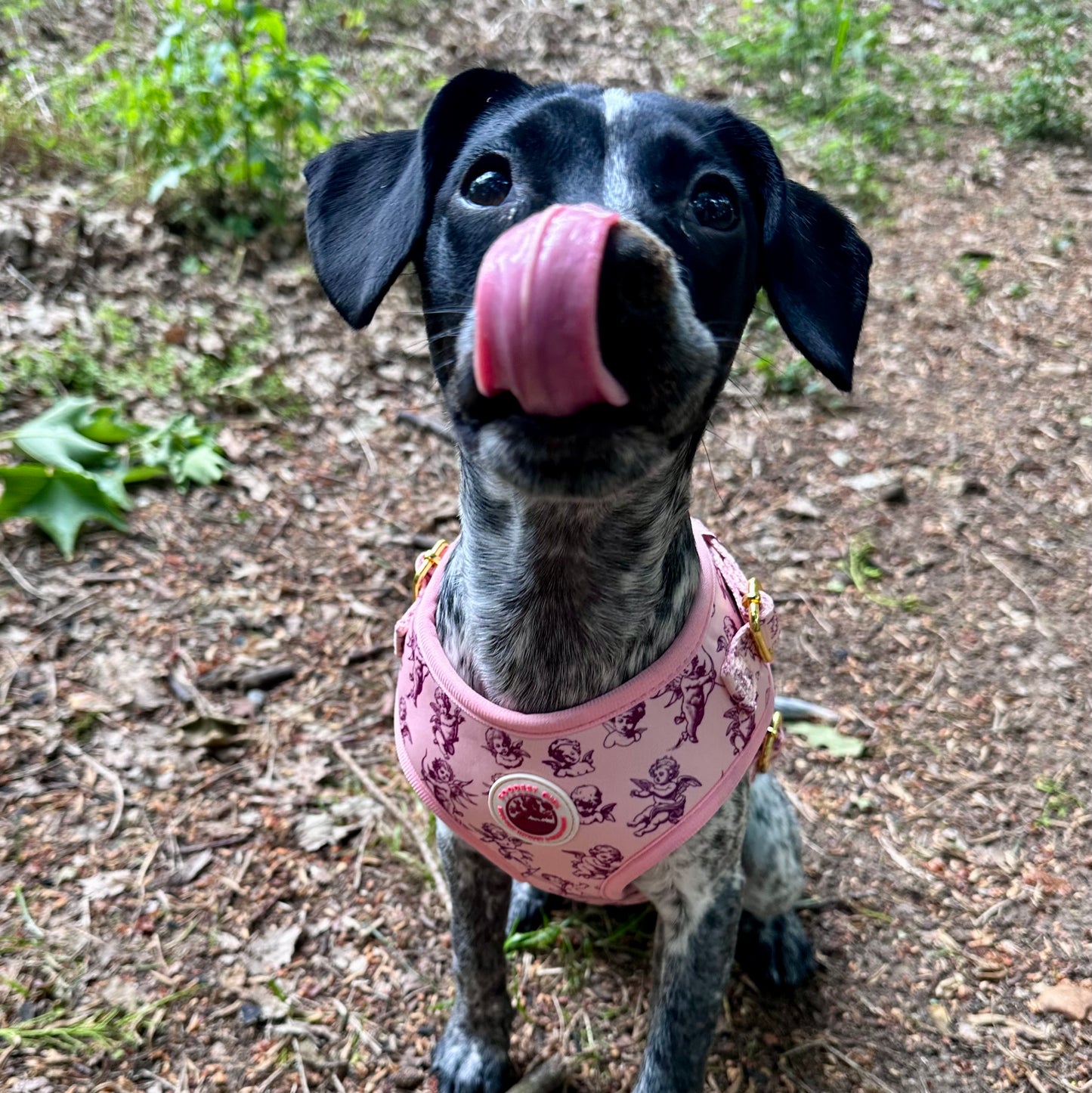 Cupid's Pup Dog Harness, Collar & Lead Bundle - Goodest Girl