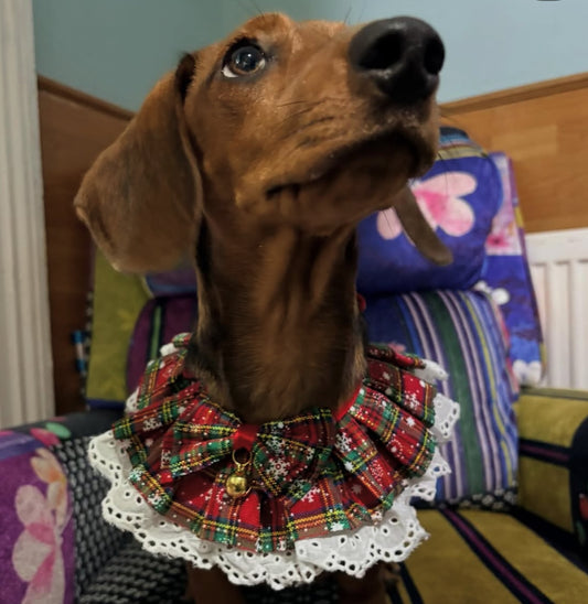 Red and Green Jingle Bell Ruffle Dog Collar