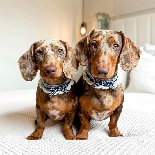 Blue Scalloped Edge Soft Knitted Dog Collar