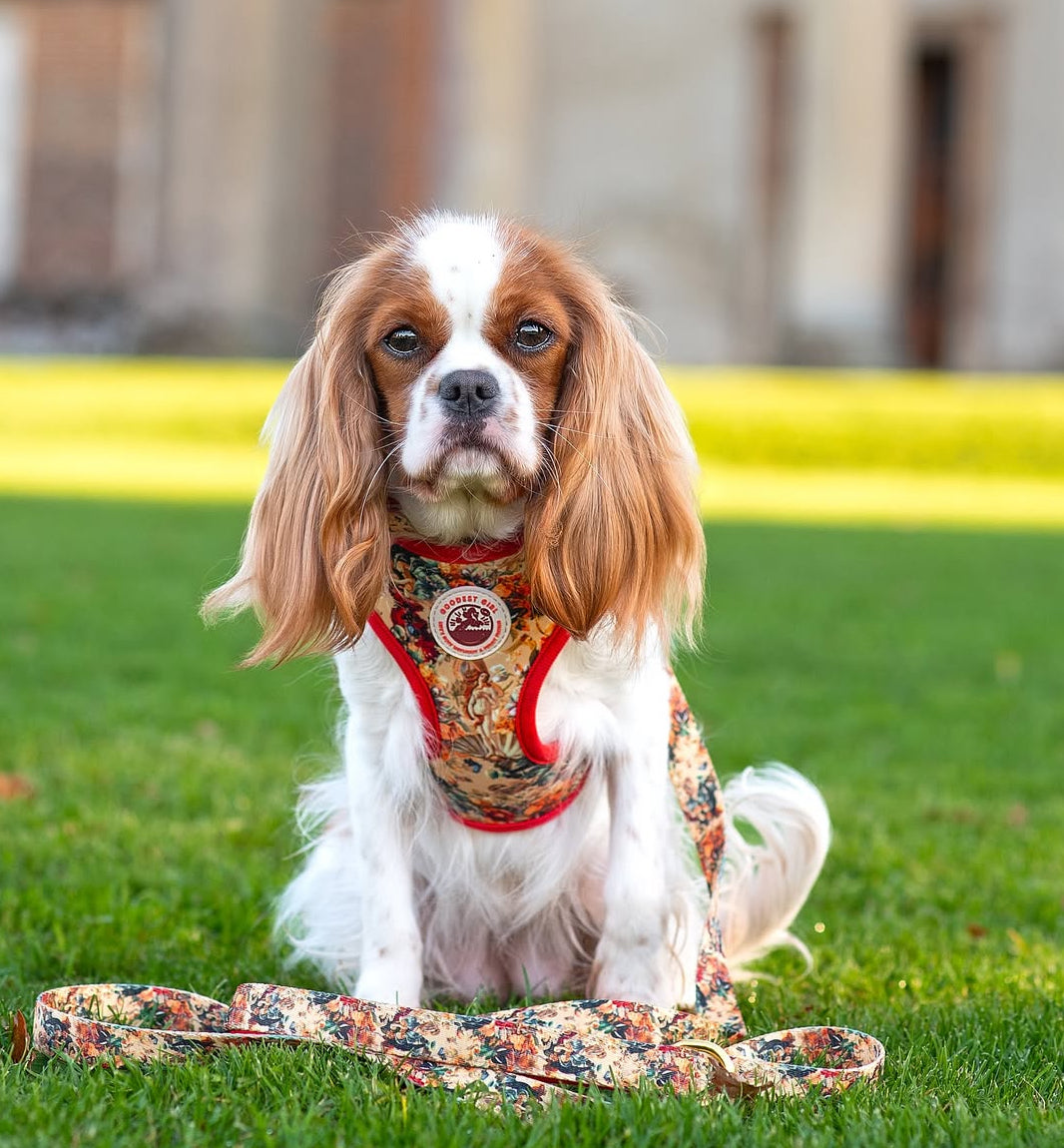 Tail of Venus Dog Lead