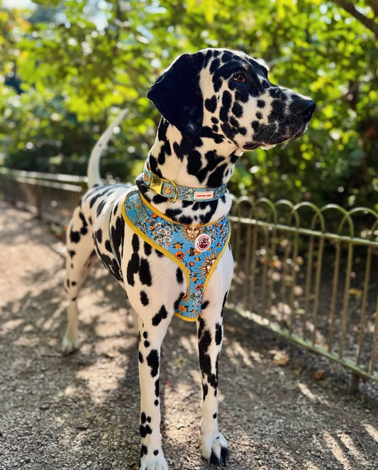 Midsummer Mutt Dog Harness, Collar & Lead Bundle