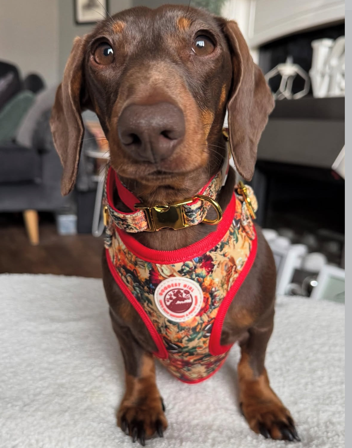 Tail of Venus Dog Harness, Collar & Lead Bundle