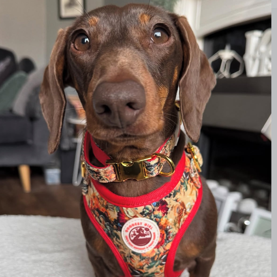 Tail of Venus Adjustable Dog Collar