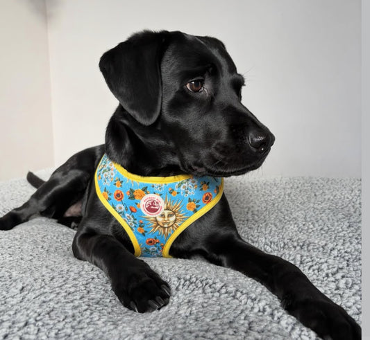 Midsummer Mutt Adjustable Dog Harness