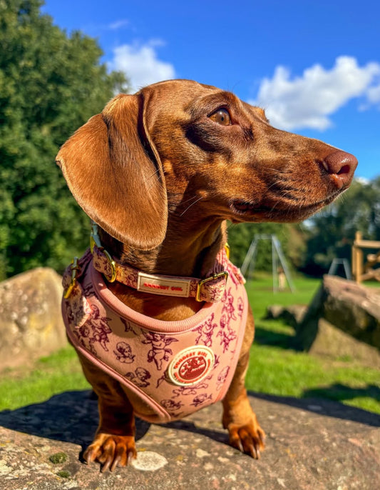 Cupid's Pup Dog Harness, Collar & Lead Bundle