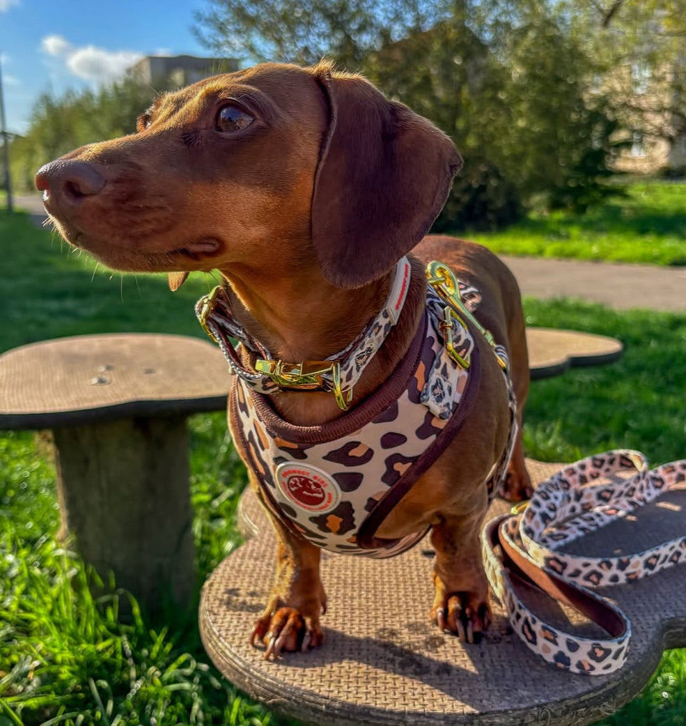 Roars & Paws Adjustable Dog Harness