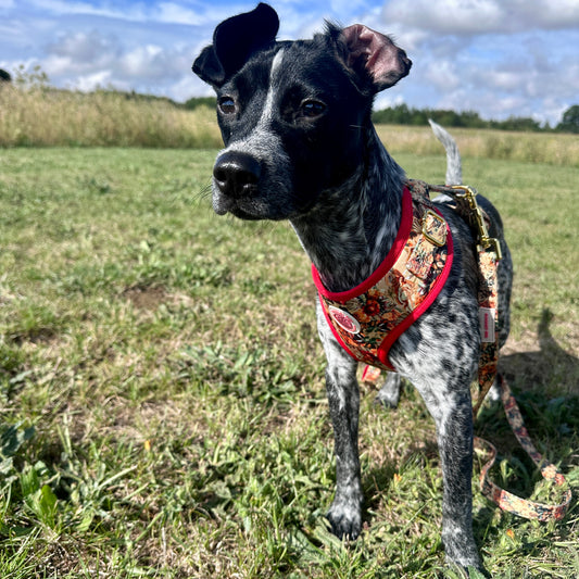 Tail of Venus Dog Harness, Collar & Lead Bundle