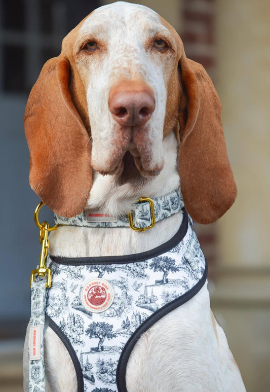 Pup de Jouy Harness, Collar & Lead Bundle