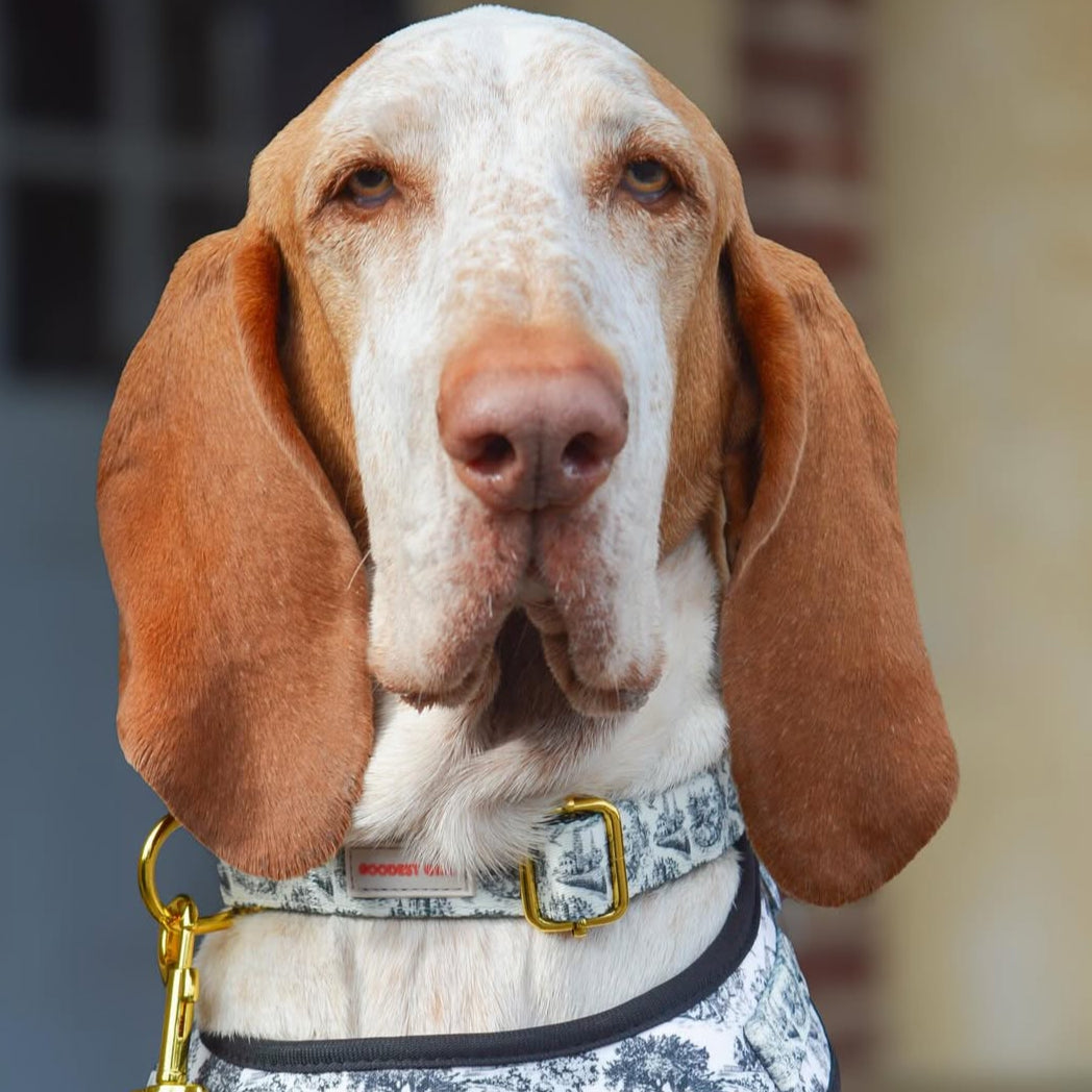 Pup de Jouy Adjustable Dog Collar