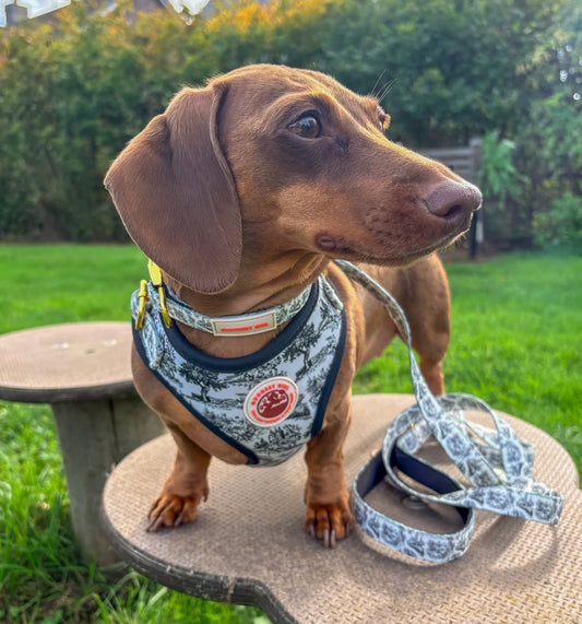 Pup de Jouy Dog Lead