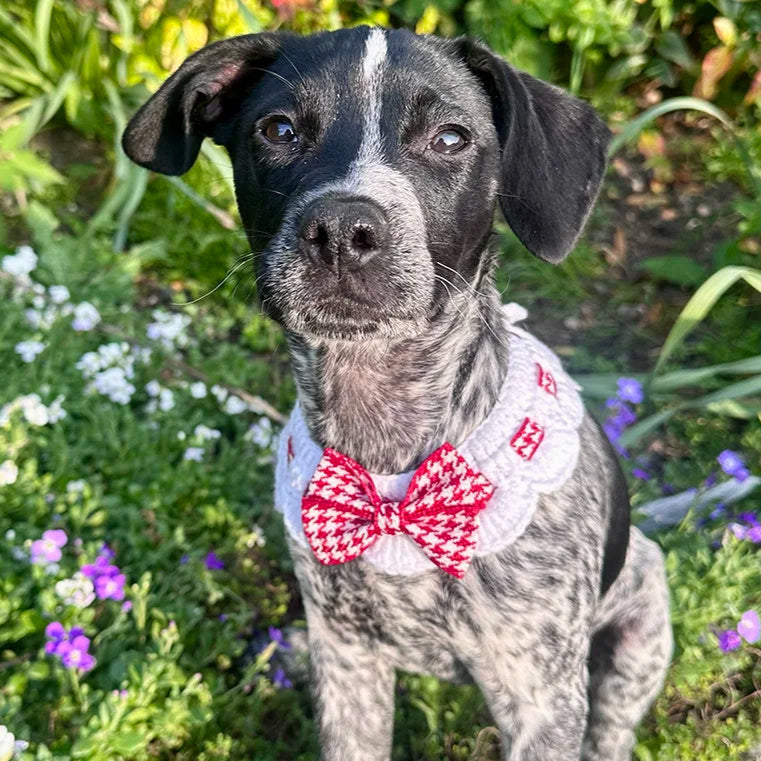 Scalloped Houndstooth Crochet Dog Collar in Red & White - Goodest Girl