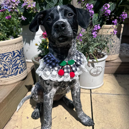 Black Cherry Gingham Lace Ruffle Dog Collar - Goodest Girl