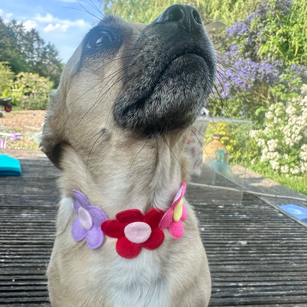 Adjustable Multicoloured Flower Dog Collar - Goodest Girl