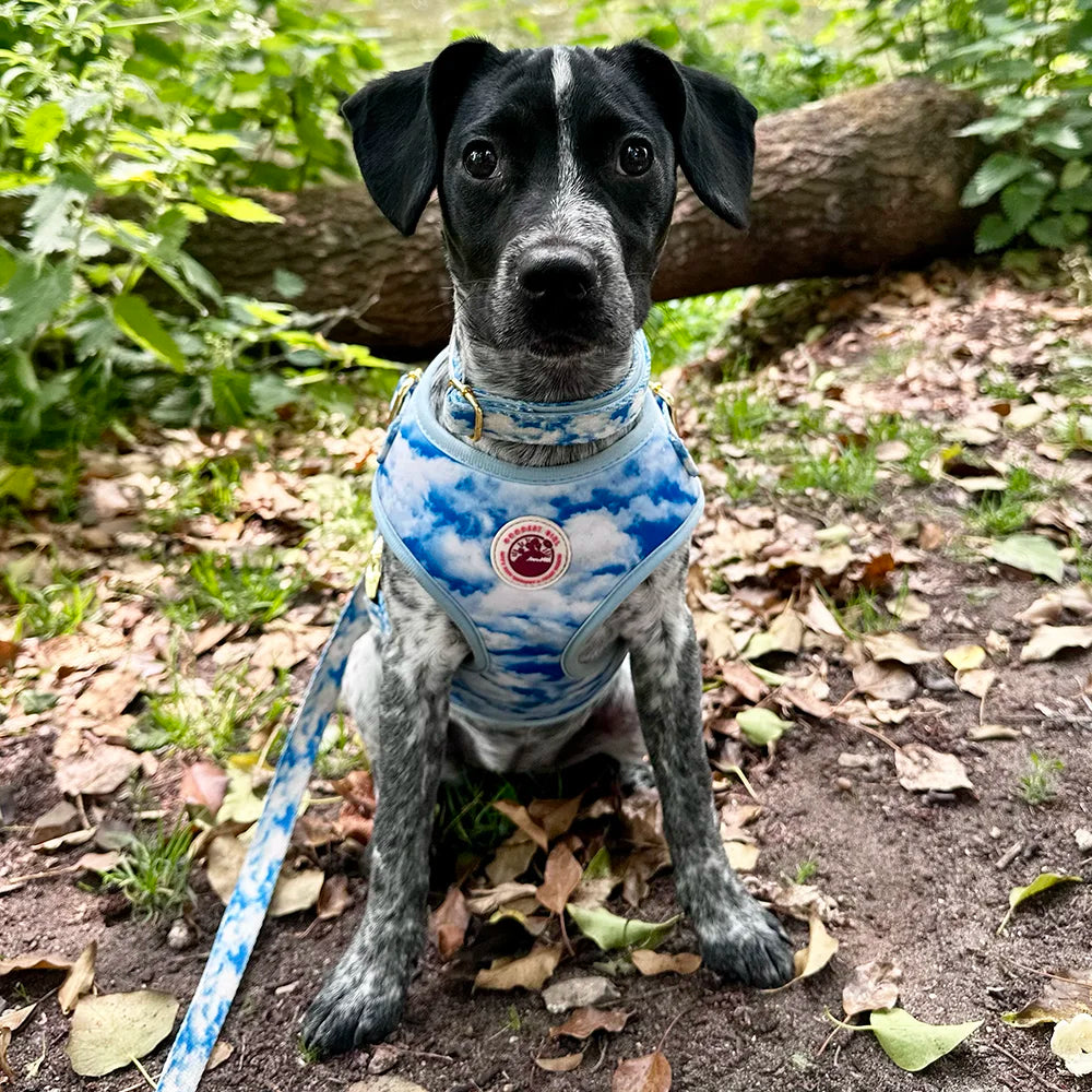 Heavenly Hound Adjustable Dog Harness - Goodest Girl