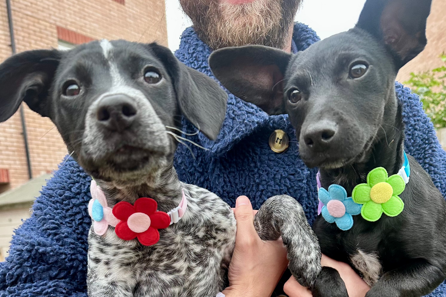 Adjustable Multicoloured Flower Dog Collar - Goodest Girl
