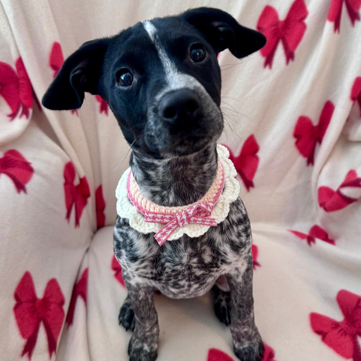 Pink Scalloped Edge Soft Knitted Dog Collar - Goodest Girl