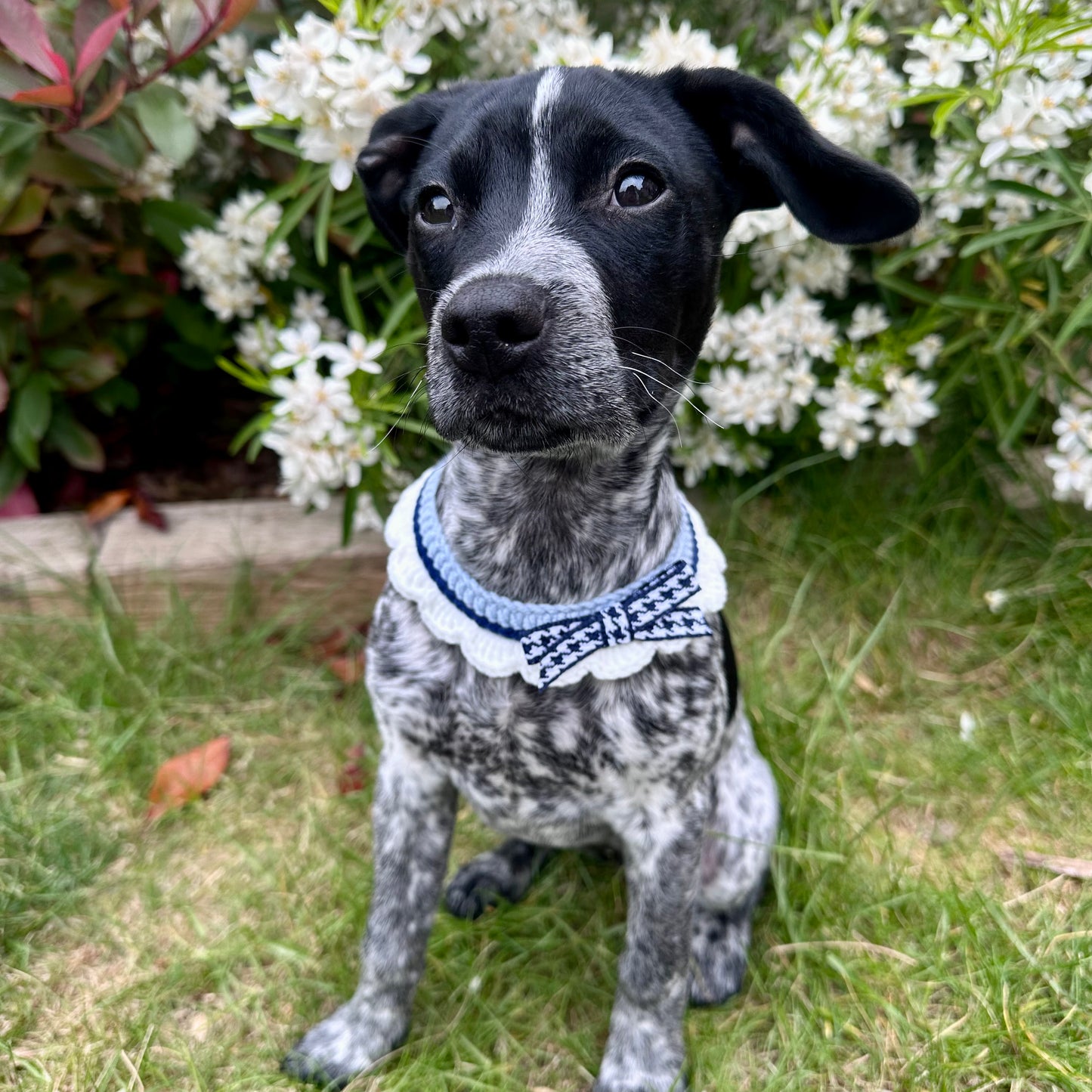 Blue Scalloped Edge Soft Knitted Dog Collar - Goodest Girl