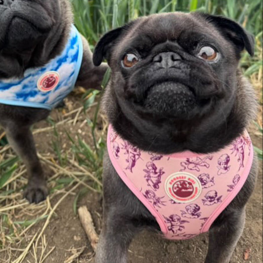 Heavenly Hound Dog Harness, Collar & Lead Bundle - Goodest Girl