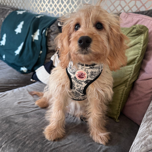 Pup de Jouy Adjustable Dog Harness