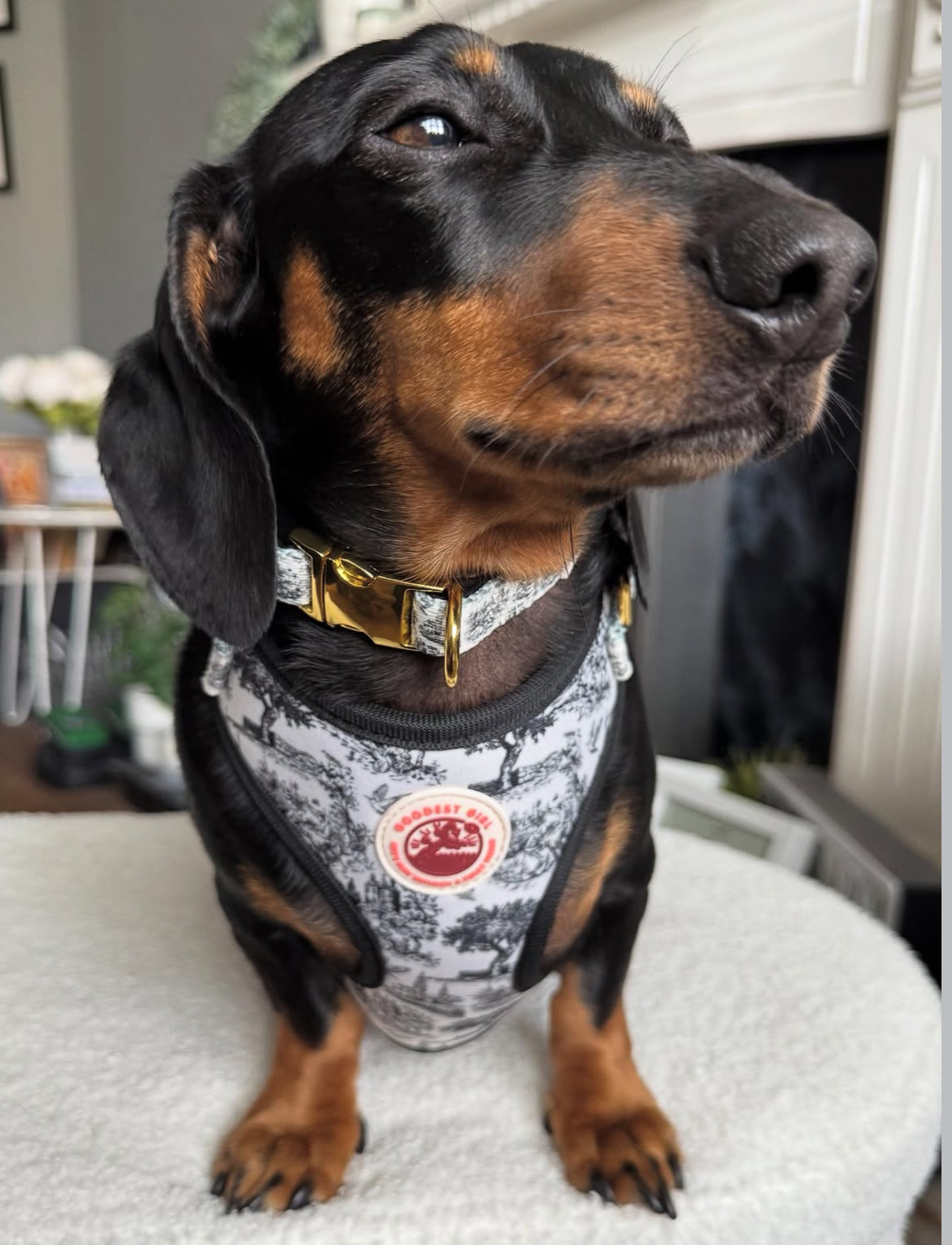 Pup de Jouy Adjustable Dog Harness