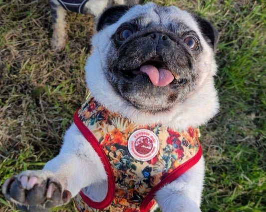 Tail of Venus Adjustable Dog Harness