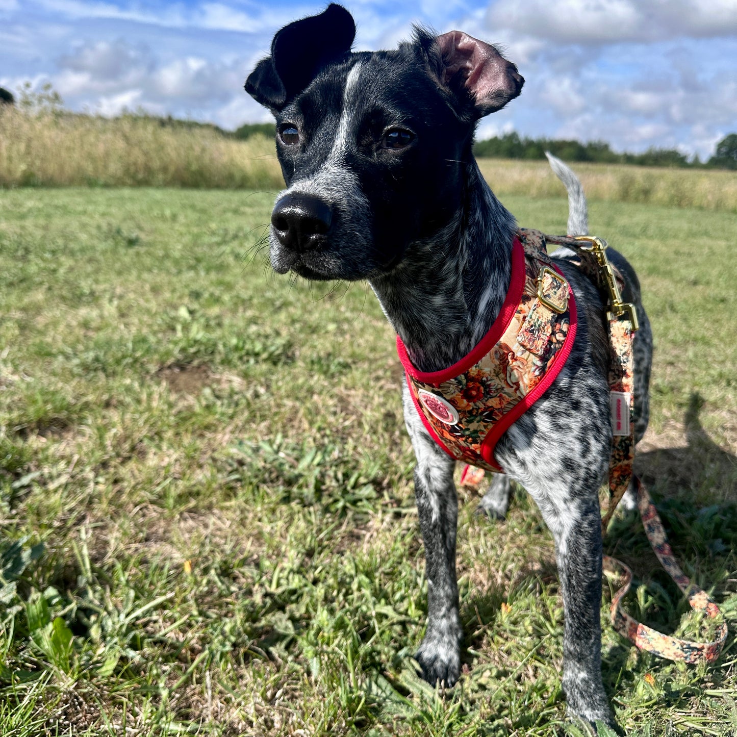 Tail of Venus Adjustable Dog Harness