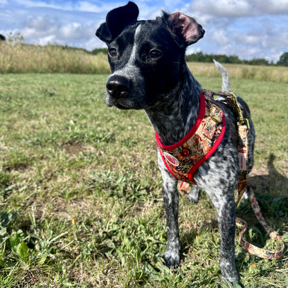 Tail of Venus Adjustable Dog Harness