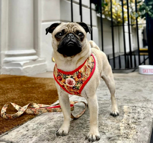 Tail of Venus Dog Lead