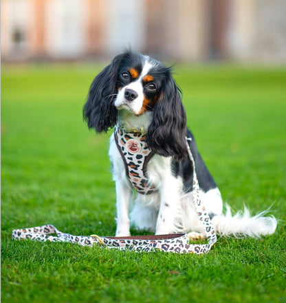 Roars & Paws Adjustable Dog Collar