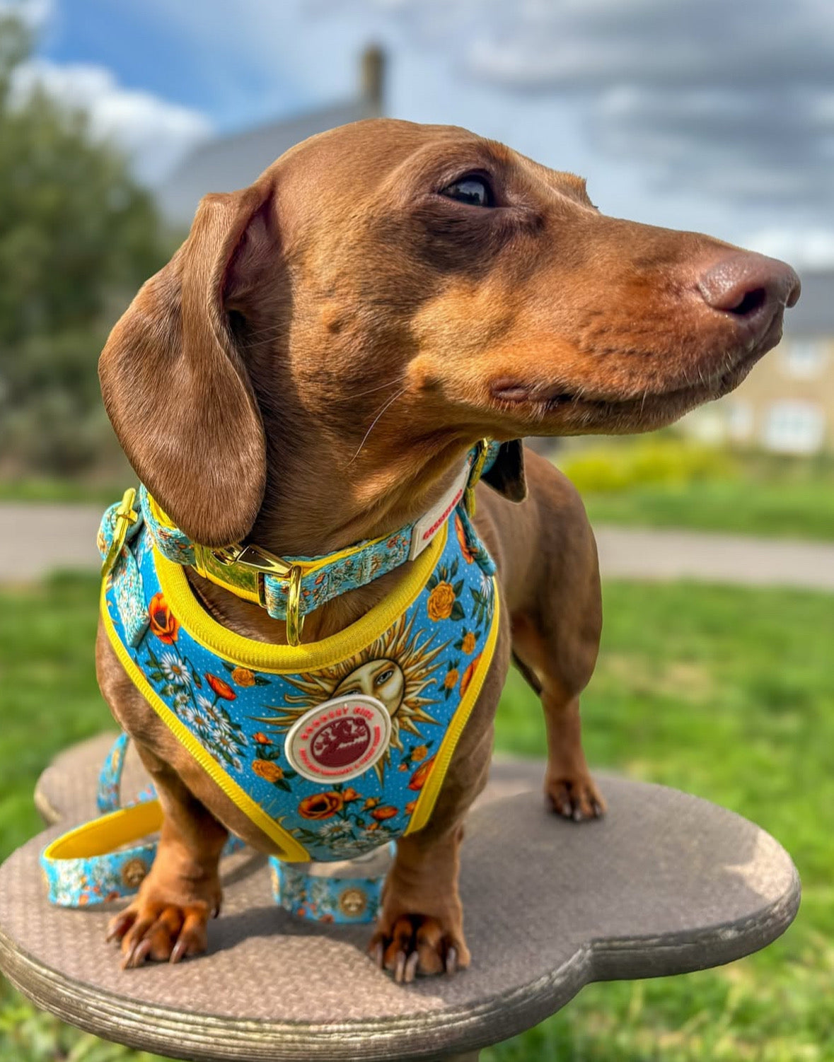 Midsummer Mutt Adjustable Dog Harness