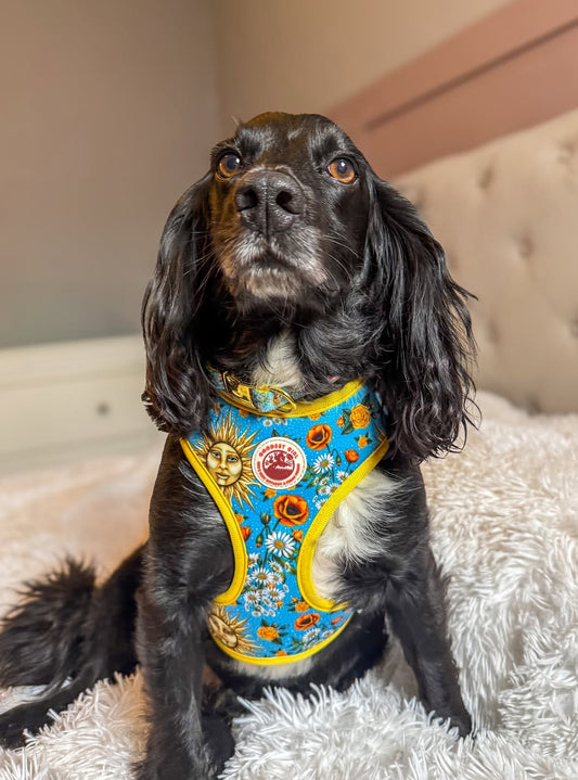 Midsummer Mutt Adjustable Dog Collar