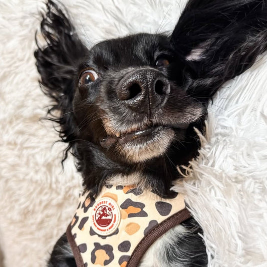 Roars & Paws Adjustable Dog Harness