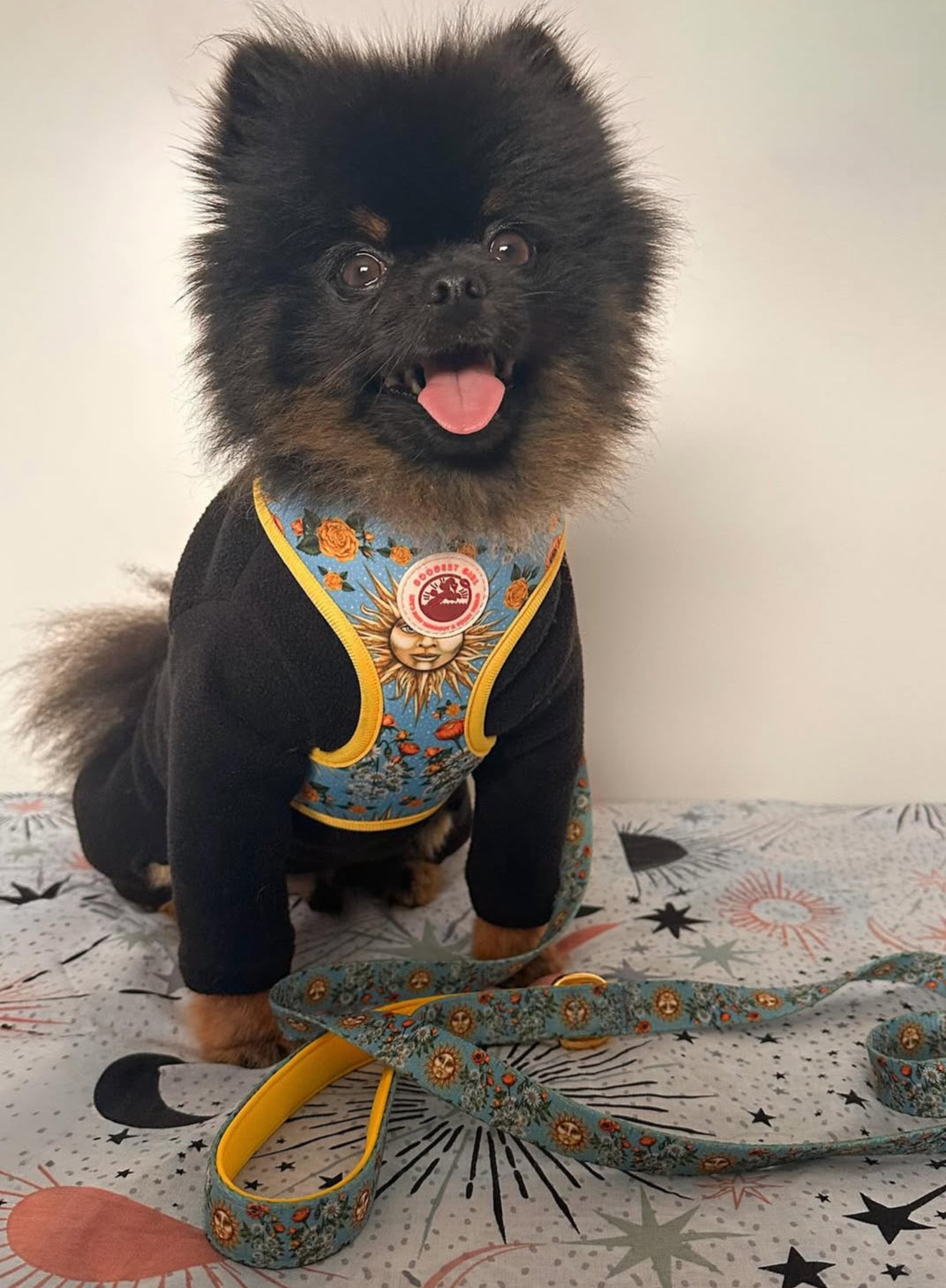 Midsummer Mutt Dog Harness, Collar & Lead Bundle