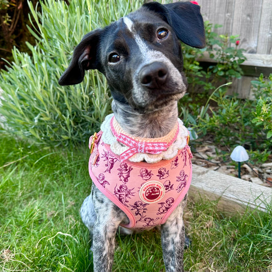 Cupid's Pup Adjustable Dog Harness - Goodest Girl 