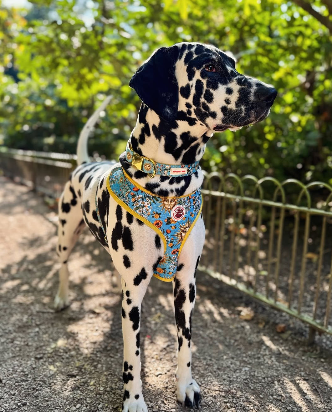 Midsummer Mutt Dog Harness, Collar & Lead Bundle