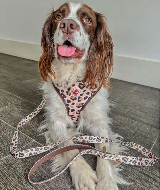 Roars & Paws Dog Harness, Collar & Lead Bundle