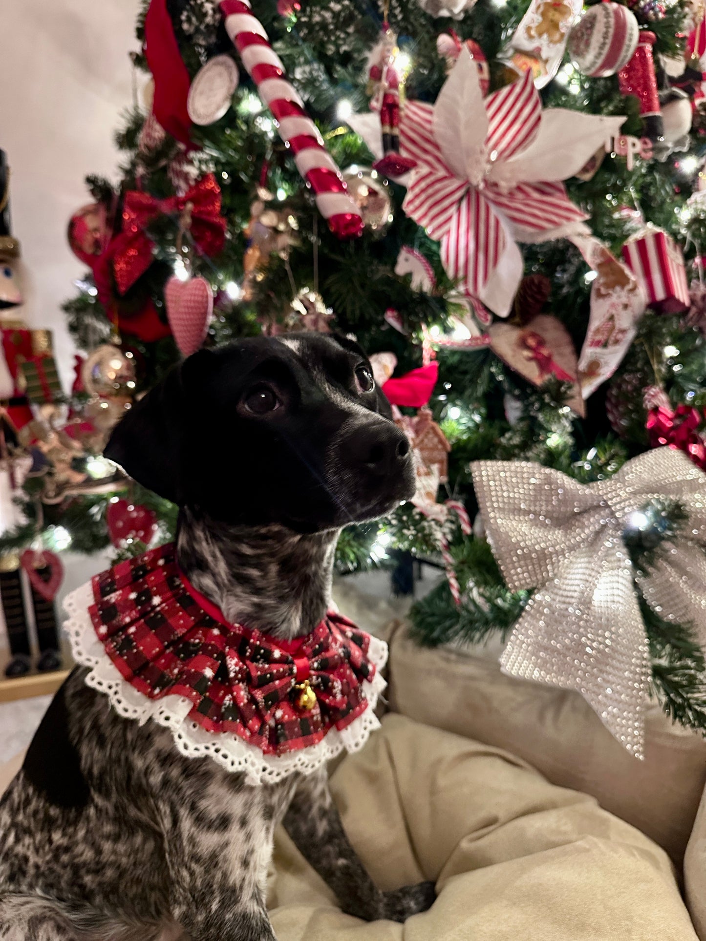 Red and Black Jingle Bell Ruffle Dog Collar