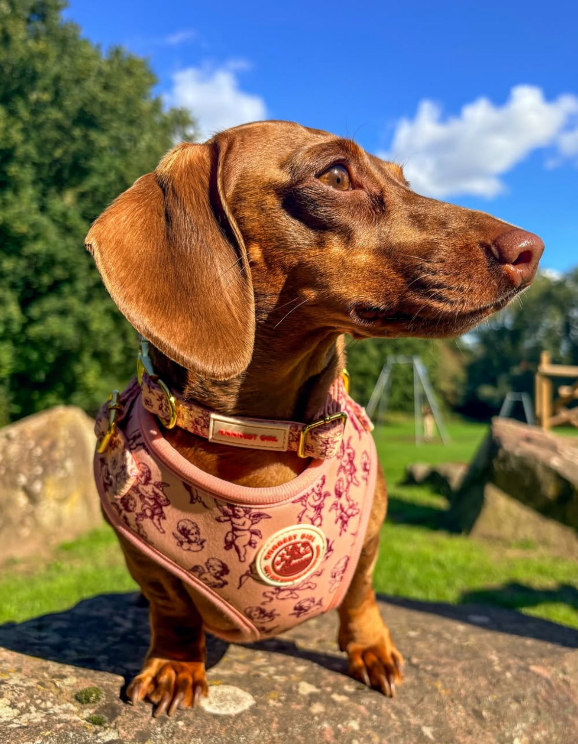 Cupid's Pup Adjustable Dog Harness