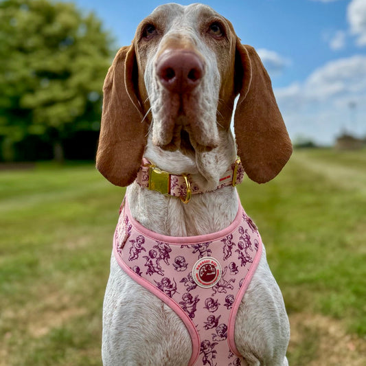 Cupid's Pup Adjustable Dog Harness - Goodest Girl 