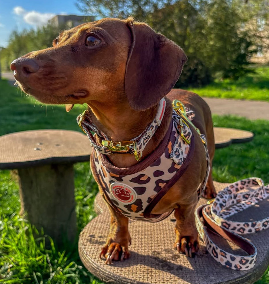 Roars & Paws Adjustable Dog Collar