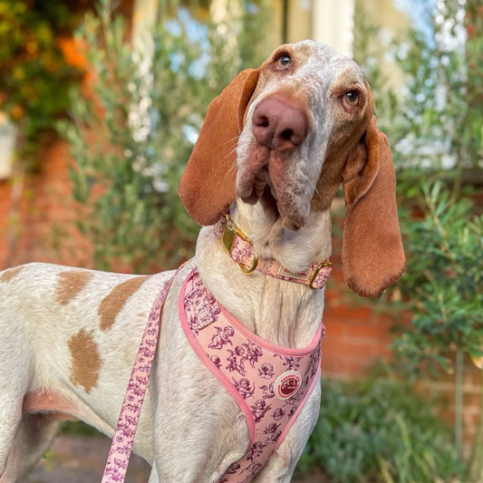 Cupid's Pup Dog Lead