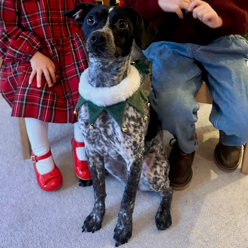 Green Elf Jingle Ruff Collar