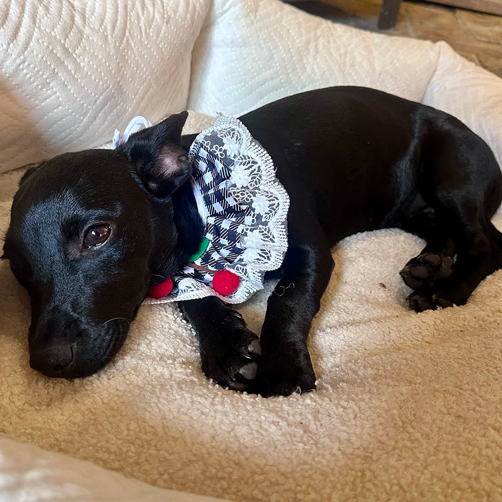 Black Cherry Gingham Lace Ruffle Dog Collar - Goodest Girl 