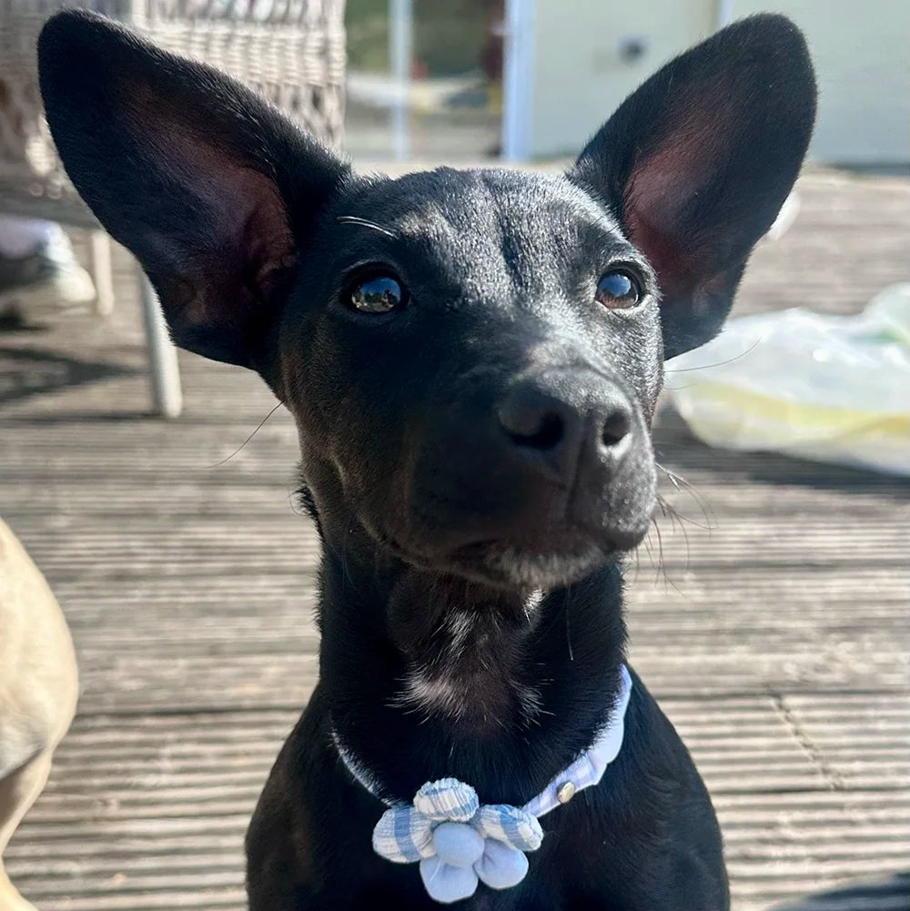 Adjustable Gingham 3D Flower Dog Collar - Goodest Girl 