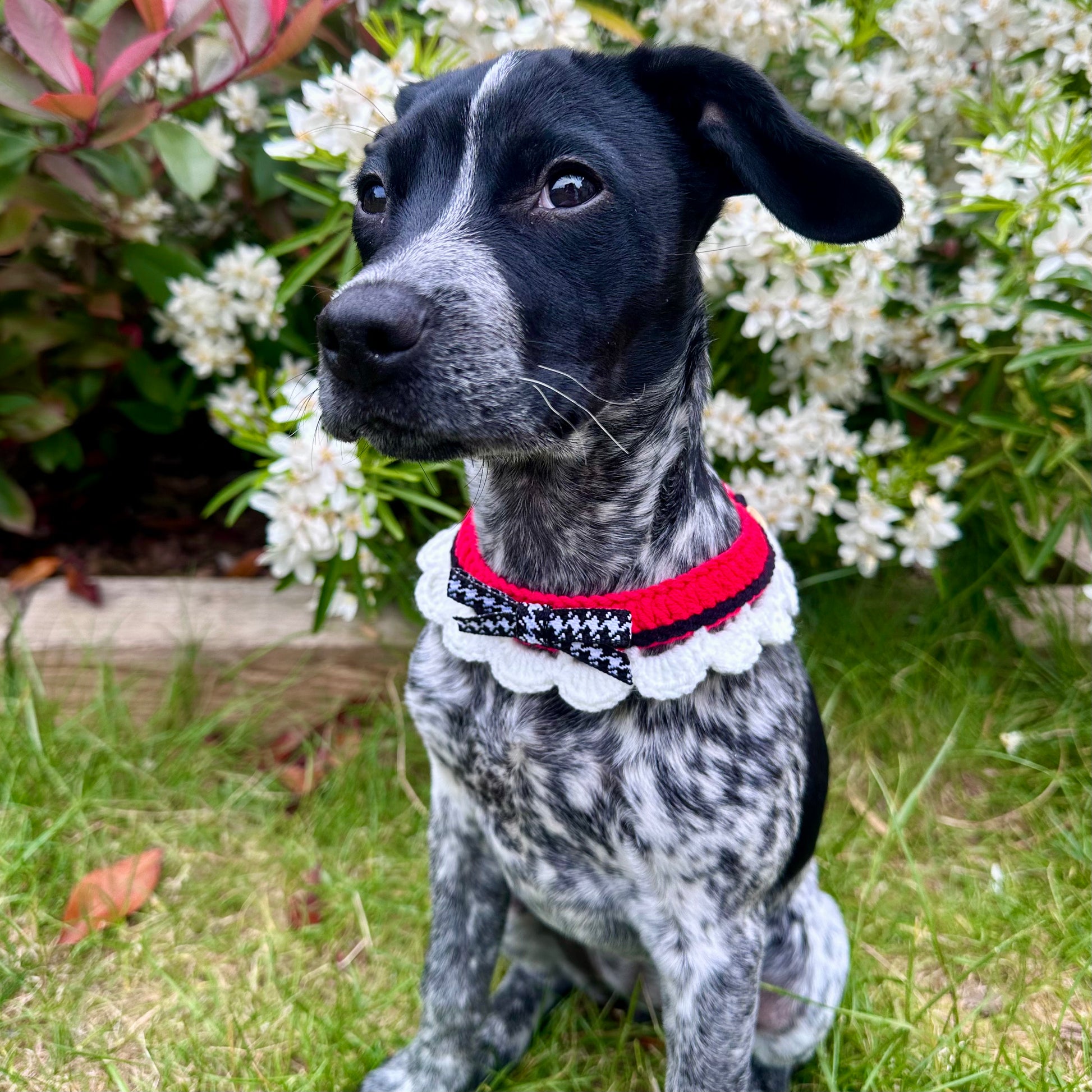 Red/Black Scalloped Edge Soft Knitted Dog Collar - Goodest Girl 