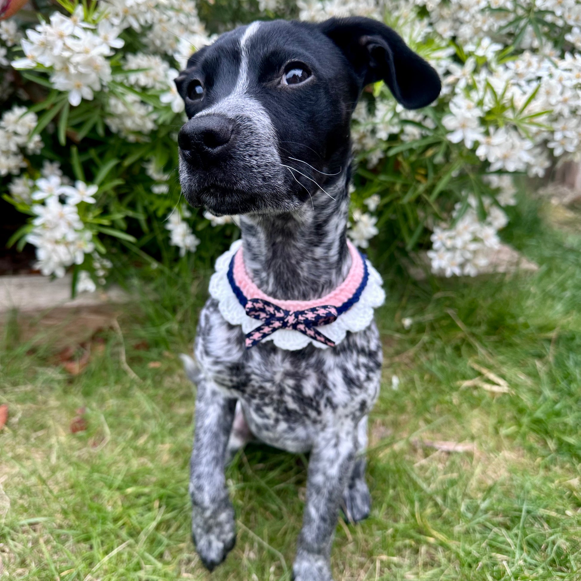 Pink/Black Scalloped Edge Soft Knitted Dog Collar - Goodest Girl 