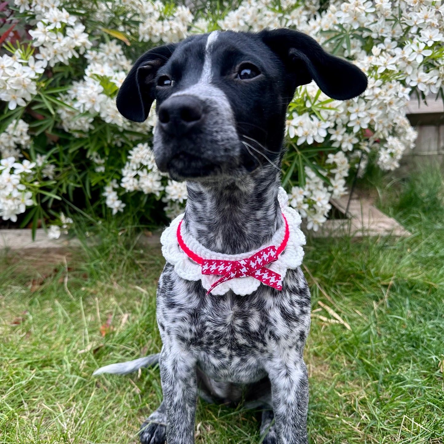 Red Scalloped Edge Soft Knitted Dog Collar - Goodest Girl 