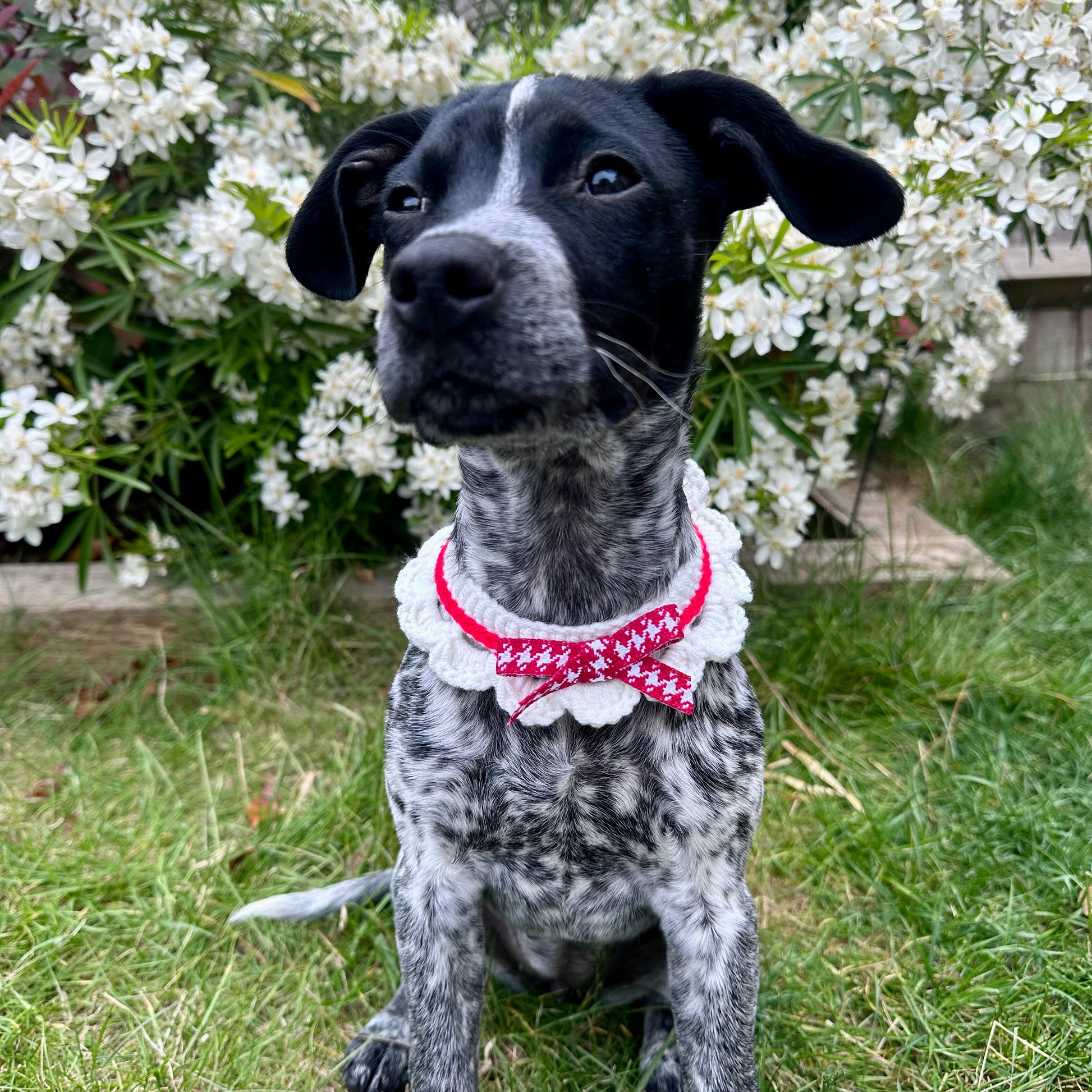 Red Scalloped Edge Soft Knitted Dog Collar - Goodest Girl 